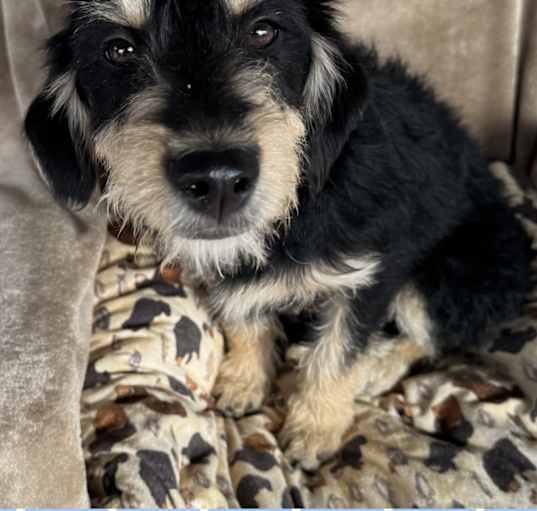 Photo of ASTRO  – 5 MONTH SCHNAUZER MIX