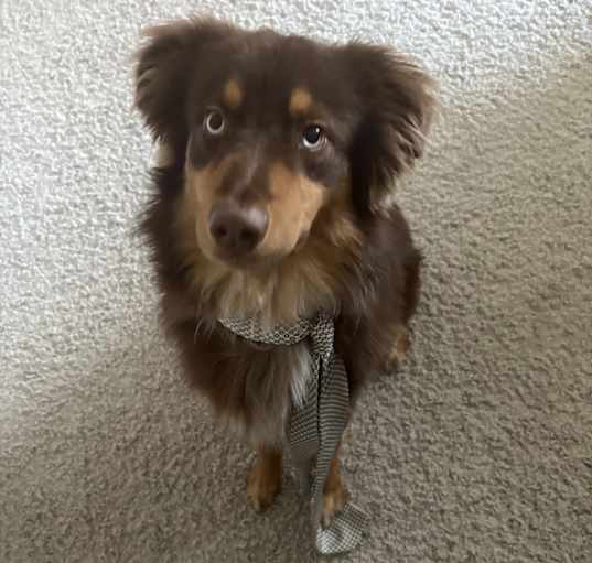 Photo of Levi