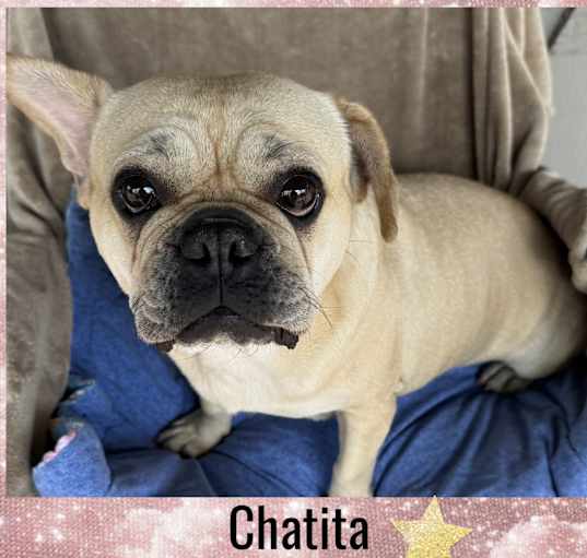 Photo of CHATITA  – 3 YEAR FRENCHIE PUG