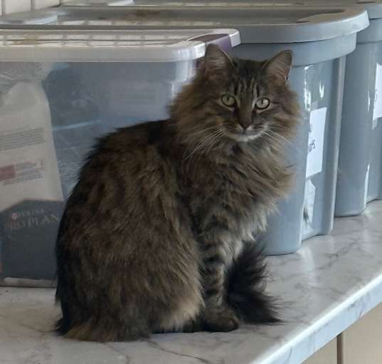 Photo of Banshee