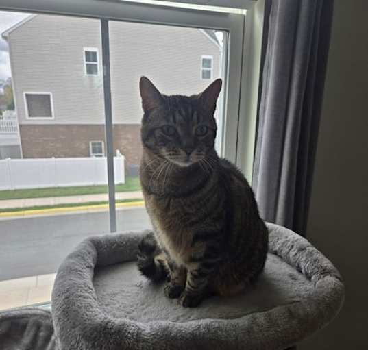 Photo of Mowgli (& Milo) - BONDED