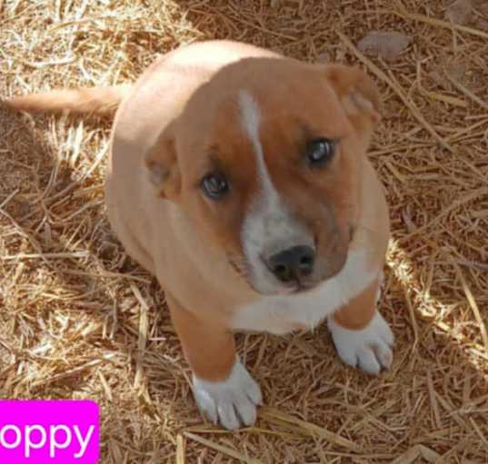 Photo of Poppy