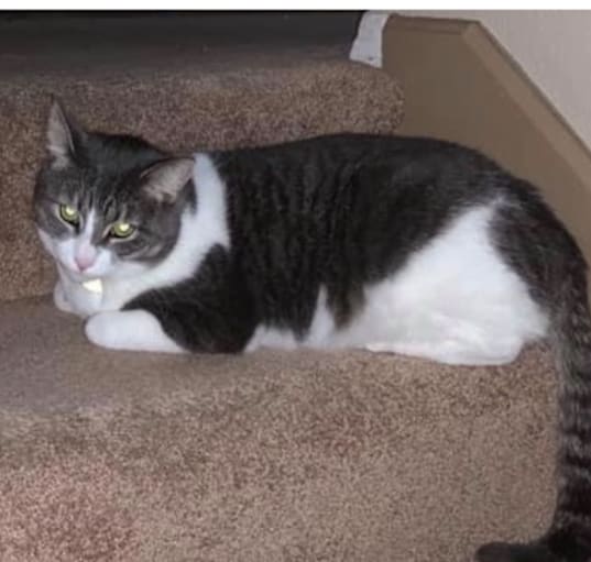 Photo of Roxy
