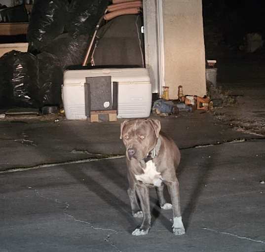 Photo of Ramses