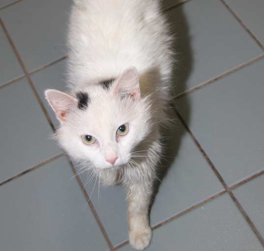 Photo of Plum (Neutered) Photos 3/21/25
