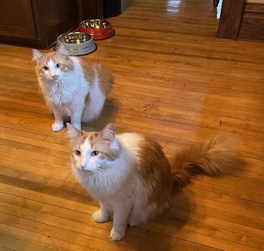 Photo of Maximus (Max)  and Leonidas (Leo)