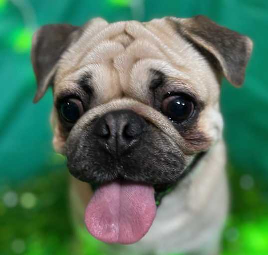 Photo of Mugsy