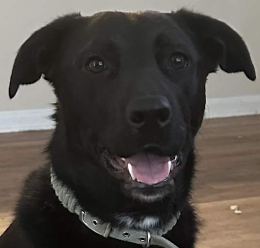 Photo of Olive