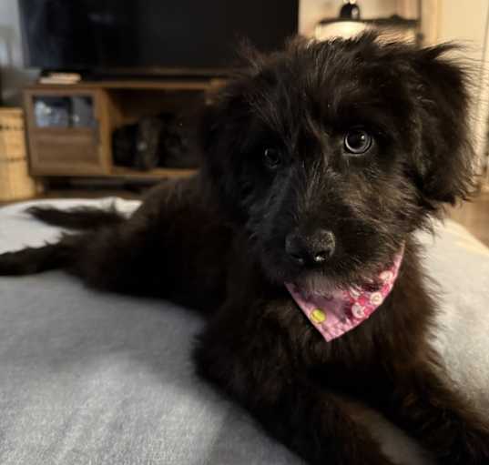 Photo of Luna