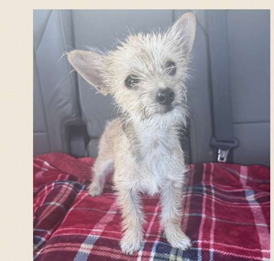 Photo of AMIRA 3 MONTH CAIRN TERRIER