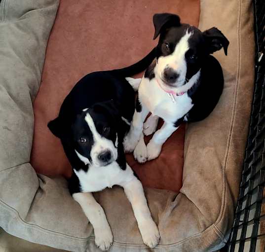 Photo of Delilah & Jezebel