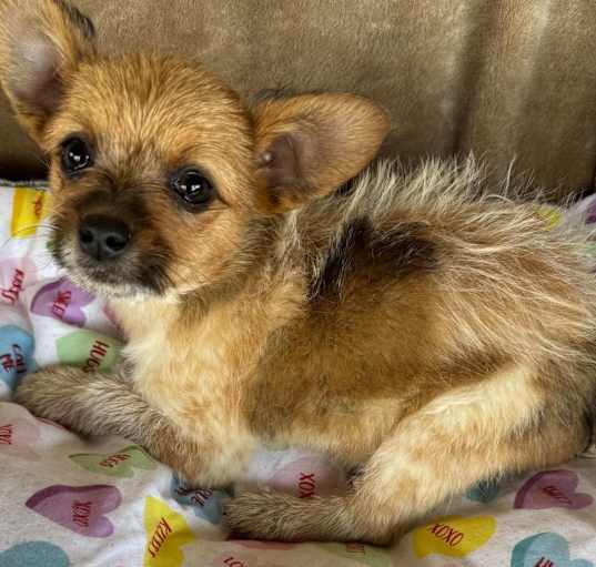 Photo of FOXY 3 MONTH TERRIER
