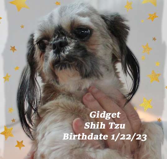 Photo of Gidget