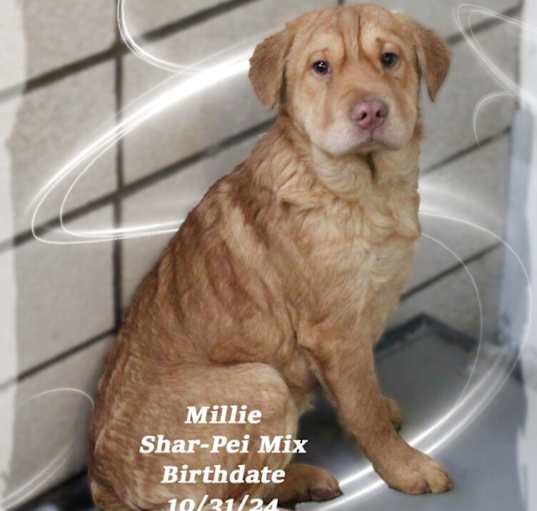 Photo of Millie