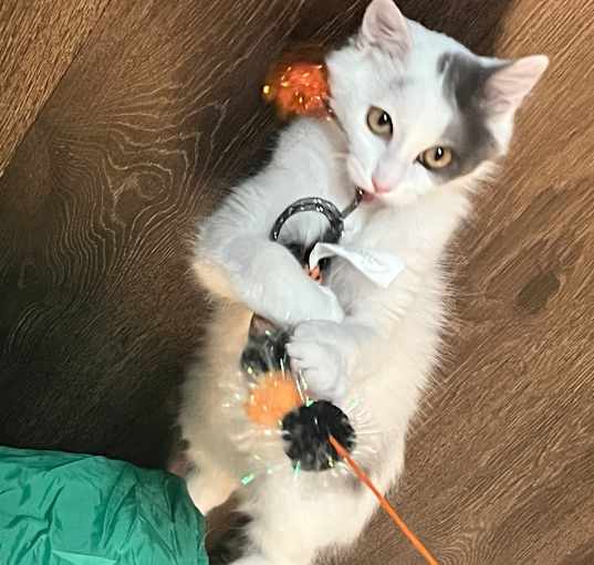 Photo of Melon 