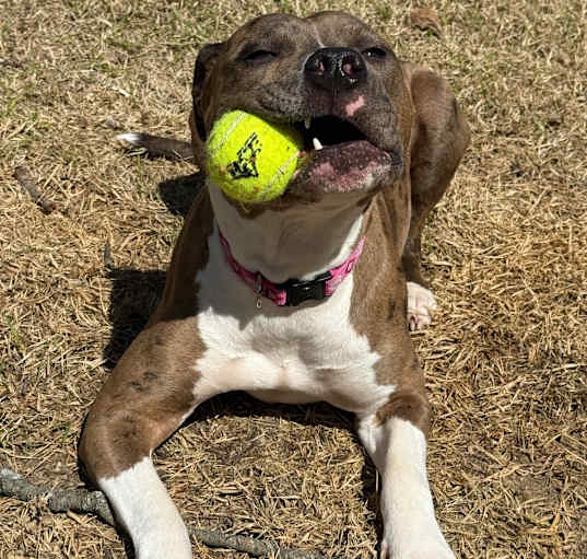 Photo of Cookie (Formerly Sandy)