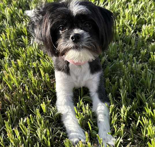 Photo of Gidget