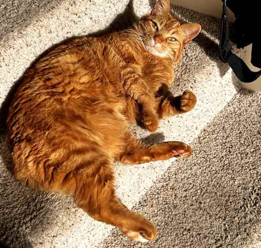 Photo of Meow meow