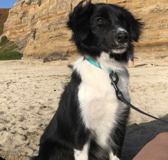 Photo of Maple