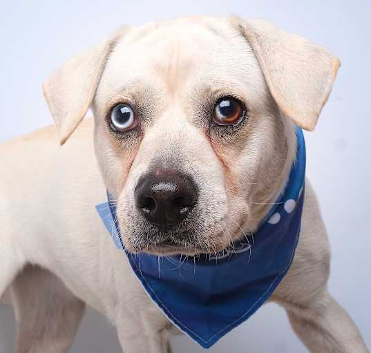 Photo of Casper