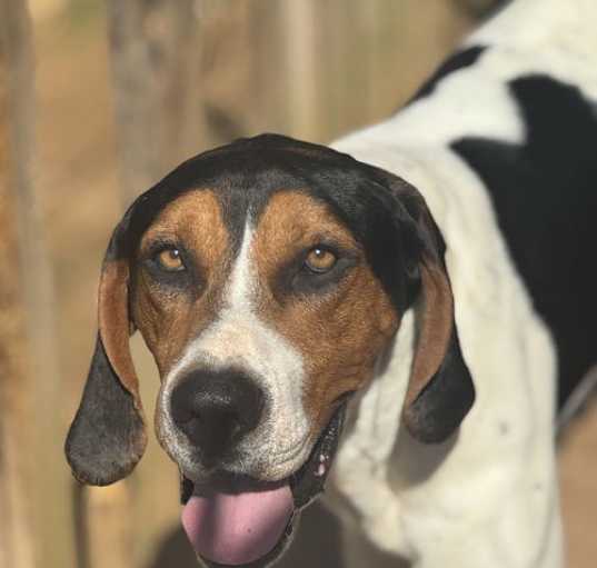 Photo of Carson
