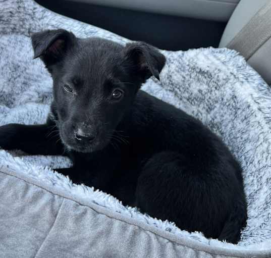 Photo of Guinness