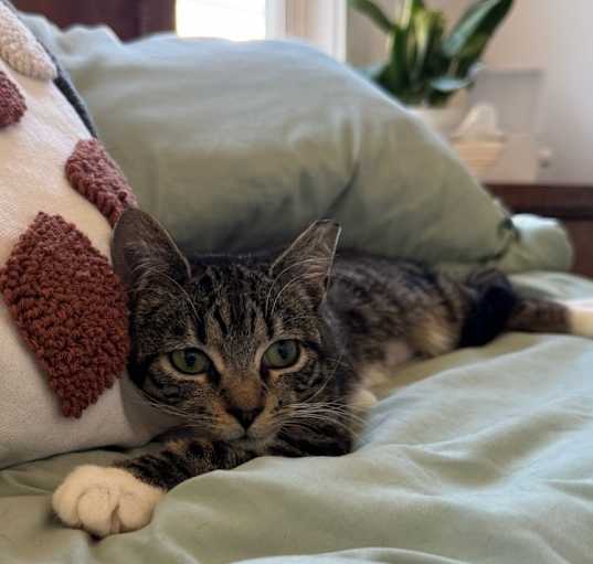 Photo of Willow