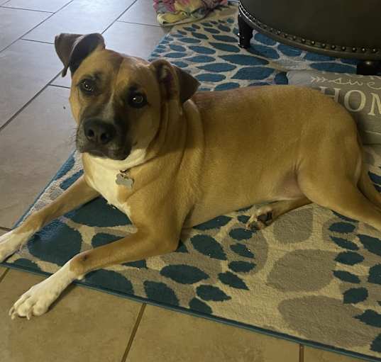 Photo of Romeo