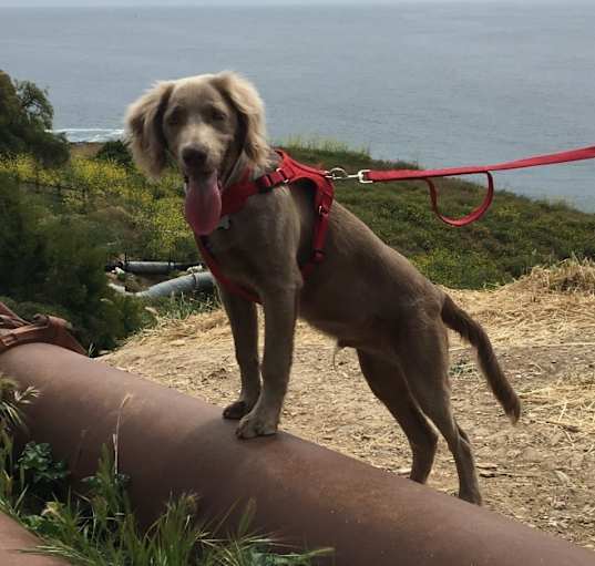 Photo of Oso