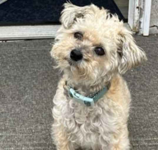 Photo of Zoey - courtesy post