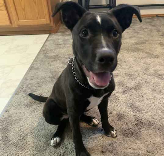 Photo of Penny