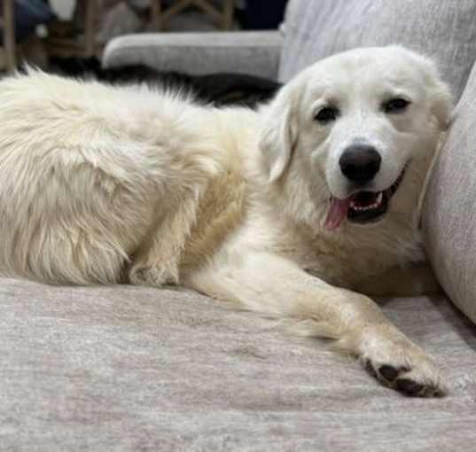 Photo of Sully