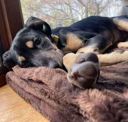 Photo of Lila