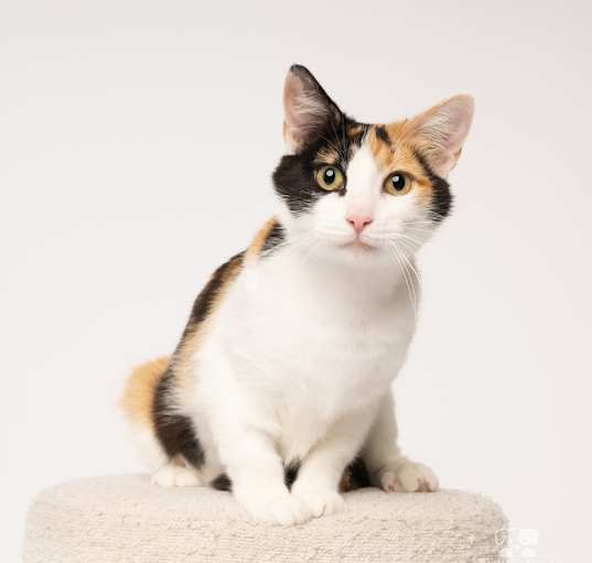 Photo of Ginger
