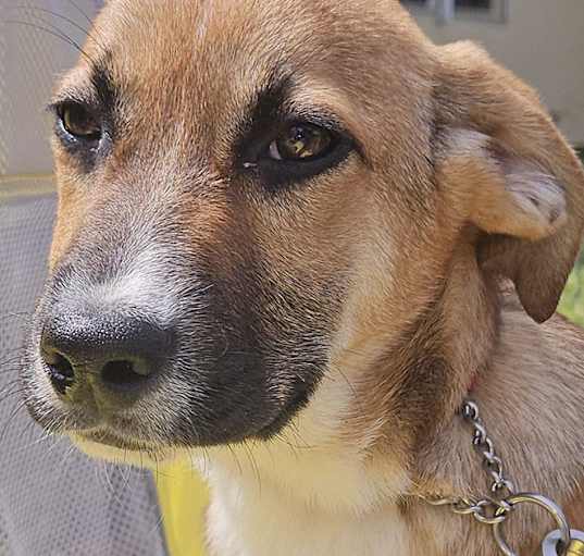 Photo of PUPPY YELLOW
