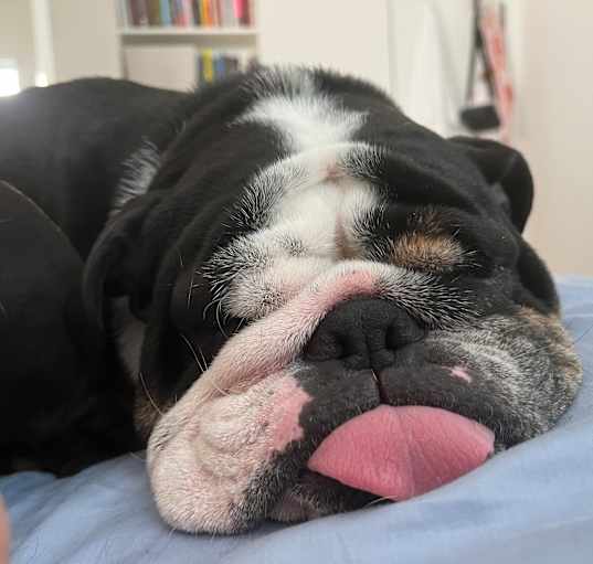 Photo of Bronson