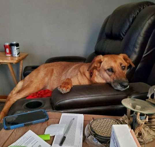 Photo of Nala