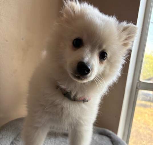 Photo of Frankie