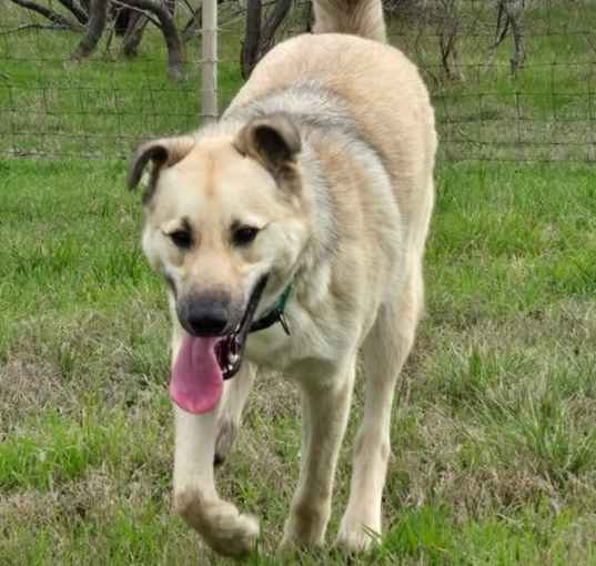 Photo of Whiskey