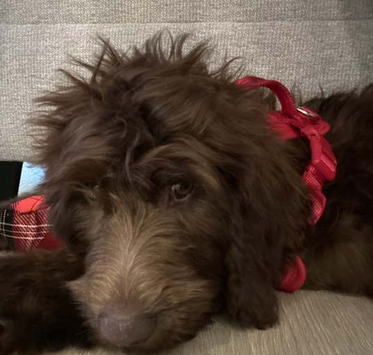 Photo of Ollie
