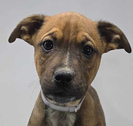 Photo of Faded *foster needed*