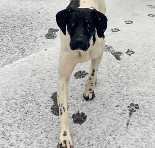 Photo of Finley