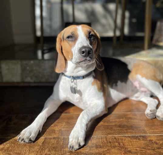 Photo of Otis
