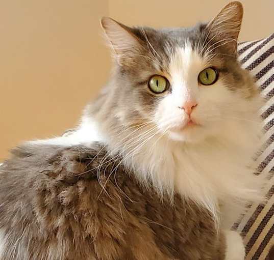 Photo of Watson