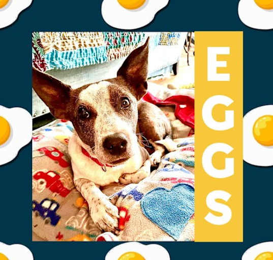 Photo of Eggs