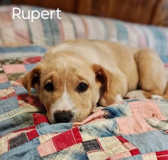 Photo of Rupert