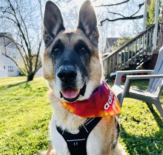 Photo of BOGI
