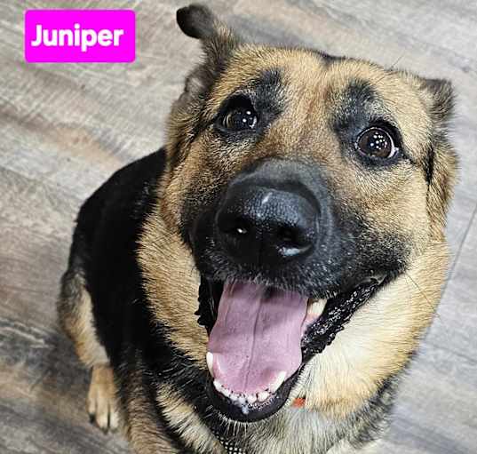 Photo of Juniper