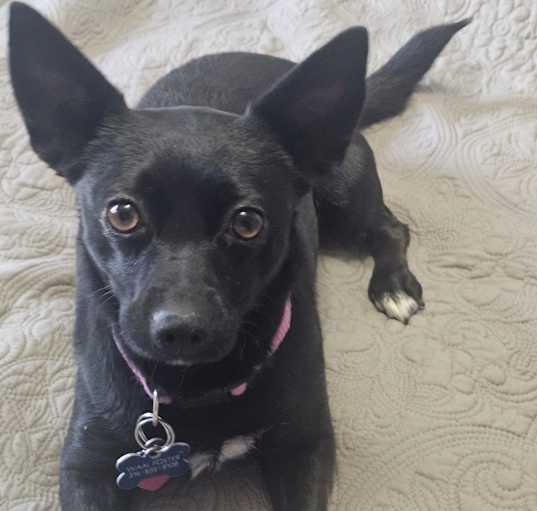 Photo of Willow