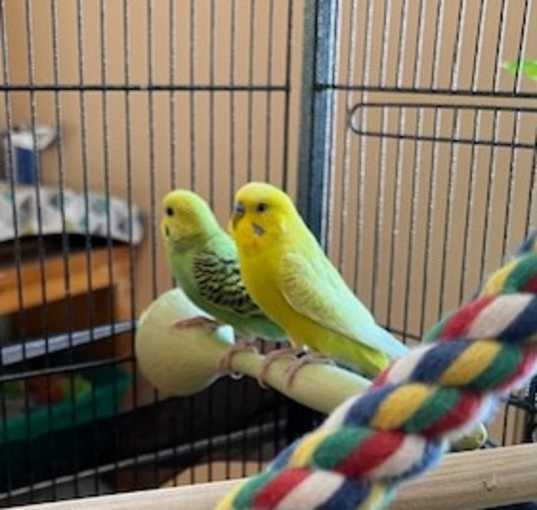 Photo of Piper and Eeyore - In Foster - See our video!